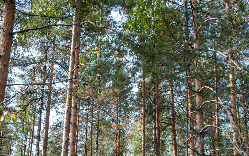 Forêt française