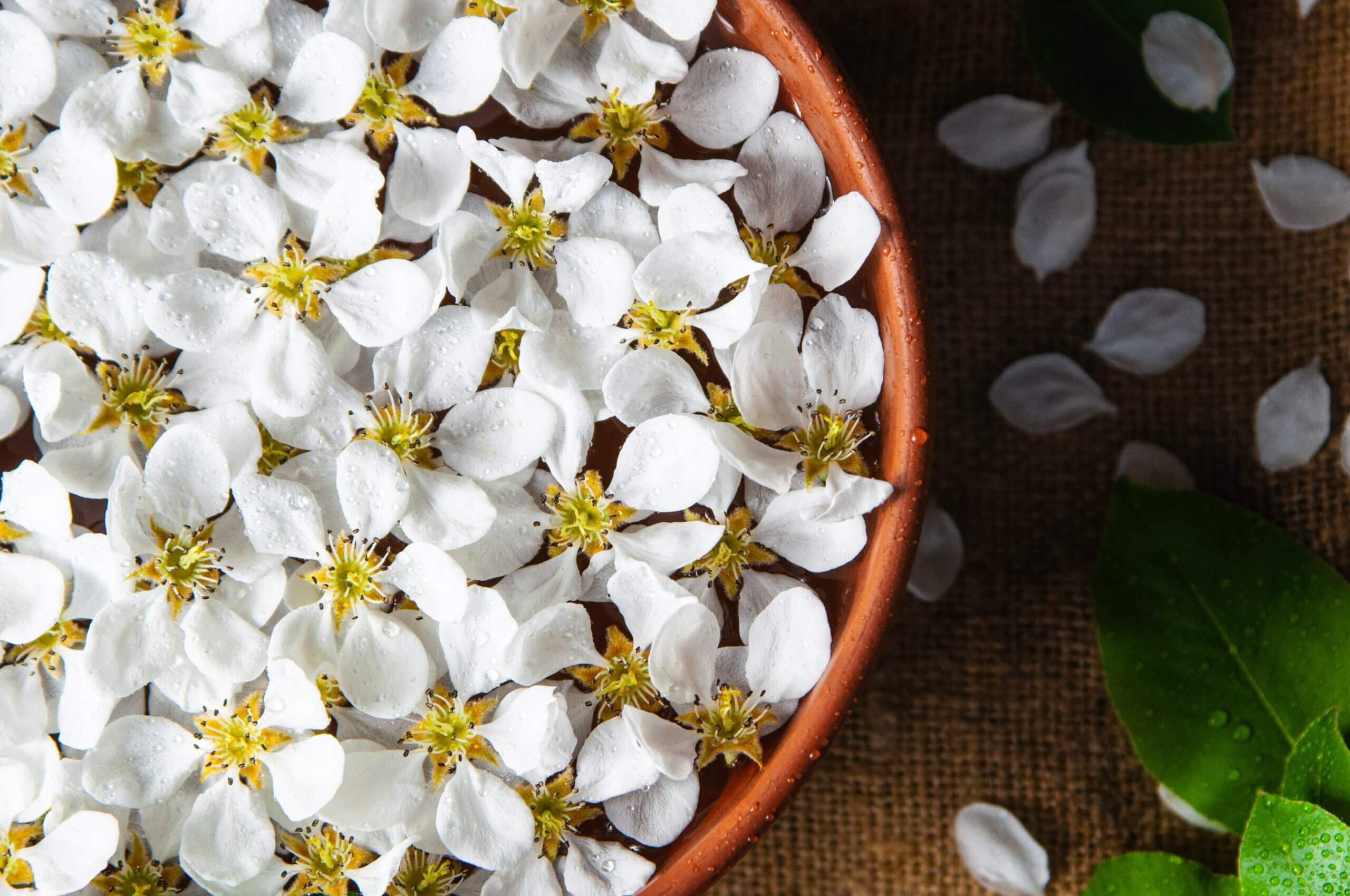 Le jasmin fait partie des fleurs délicates qui sont distillées avec la méthode de l'enfleurage